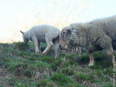 Les moutons à portée de main